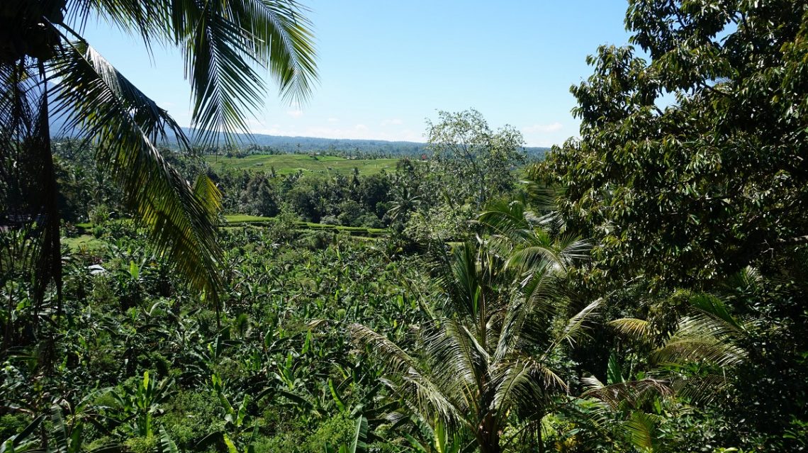 Bali, verdure, palmiers, cocotiers, jungle, île des Dieux, Indonésie, Asie, voyage, Vitaminsea