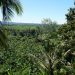 Bali, verdure, palmiers, cocotiers, jungle, île des Dieux, Indonésie, Asie, voyage, Vitaminsea