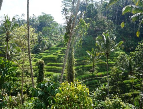 Bali, rizières, Tegalalang, Ubu, Indonésie, île des dieux, nature, voyage, blog Vitaminsea