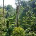 Bali, rizières, Tegalalang, Ubu, Indonésie, île des dieux, nature, voyage, blog Vitaminsea